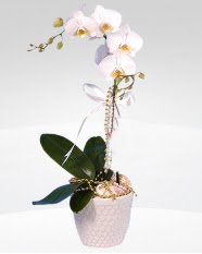 1 dall orkide saks iei  Ardahan online ieki , iek siparii 