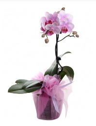 1 dal pembe orkide saks iei  Ardahan kaliteli taze ve ucuz iekler 