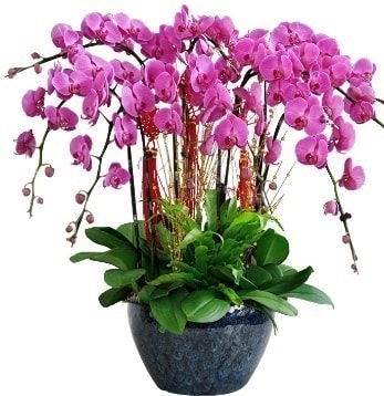 9 dall mor orkide  Ardahan 14 ubat sevgililer gn iek 