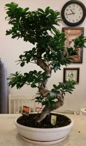 100 cm yksekliinde dev bonsai japon aac  Ardahan nternetten iek siparii 