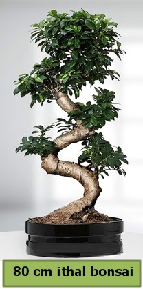 80 cm zel saksda bonsai bitkisi  Ardahan ieki telefonlar 