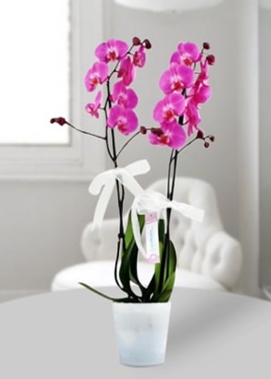 ift dall mor orkide  Ardahan iekiler 