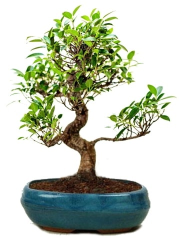 25 cm ile 30 cm aralnda Ficus S bonsai  Ardahan iek gnderme sitemiz gvenlidir 
